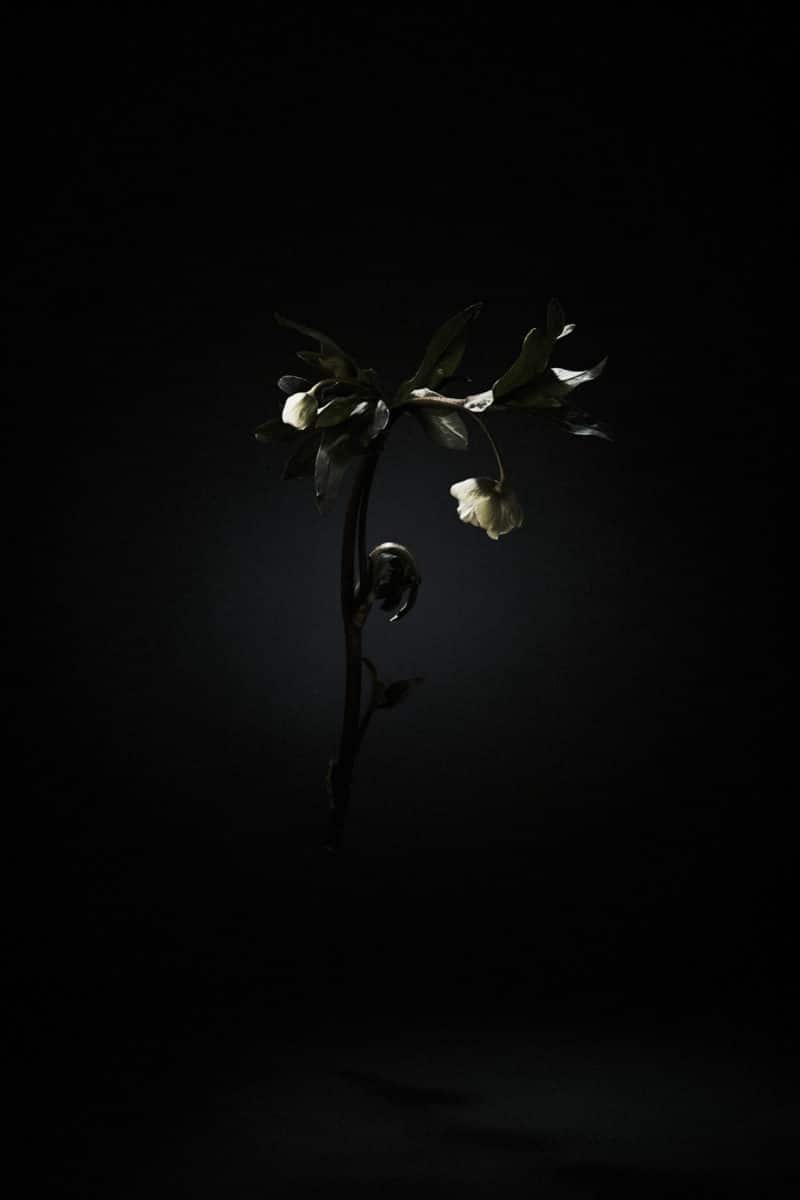 Conceptual Still life
